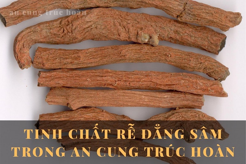 Tác dụng chữa tai biến của cây đẳng sâm trong An Cung Trúc Hoàn