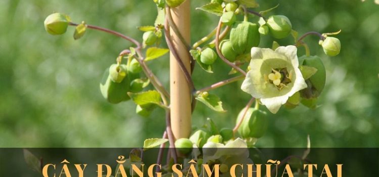 Tác dụng chữa tai biến của cây Đẳng sâm trong An Cung Trúc Hoàn Tác dụng chữa tai biến của cây Đẳng sâm trong An Cung Trúc Hoàn