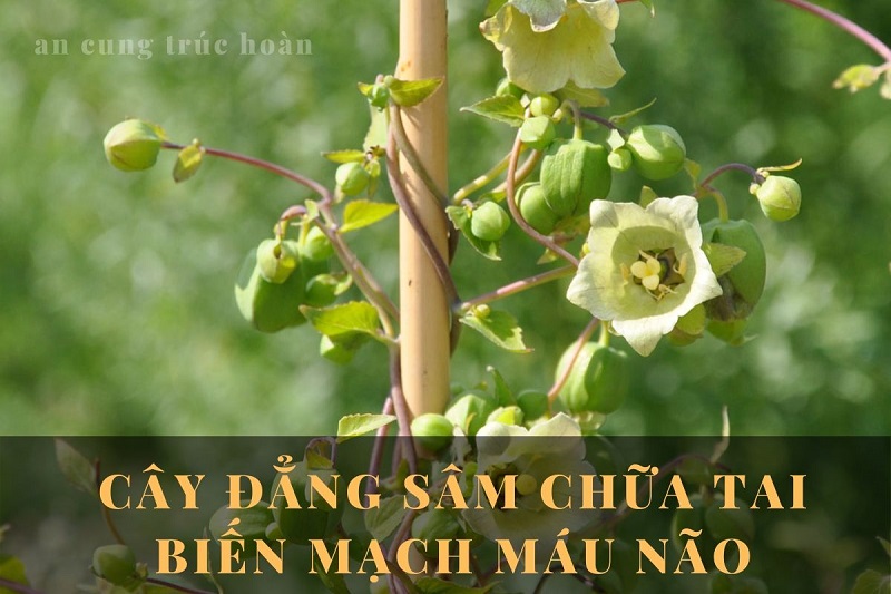 Tác dụng chữa tai biến của cây đẳng sâm trong An Cung Trúc Hoàn