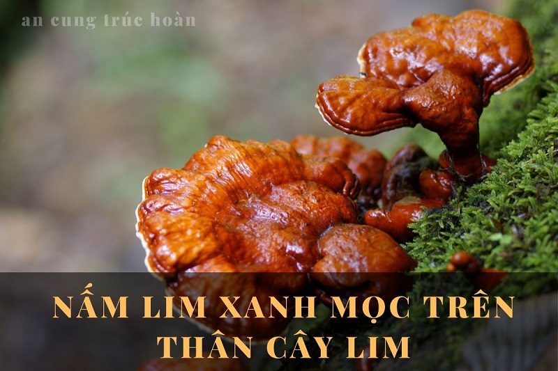 An Cung Trúc Hoàn chứa vị thuốc chữa tai biến hiệu quả